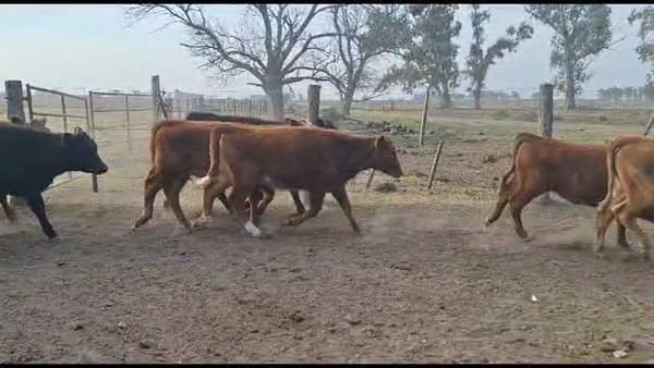 Lote 30 Terneros/as Cruza en Vera y Pintado, Santa Fe