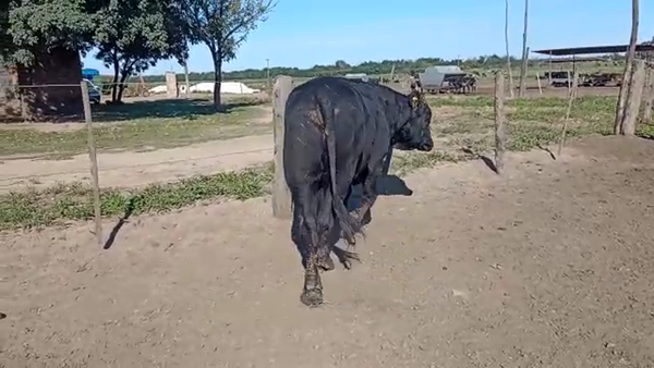 Lote Toros - Establecimiento San Pedro