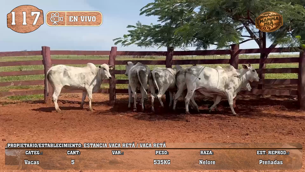 Lote LOTE 117 - EN VIVO