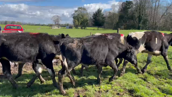 Lote 116 Novillo Engorda en Purranque, X Región Los Lagos