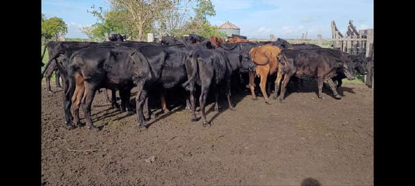 Lote 30 Vacas de invernar en Villaguay, Entre Ríos