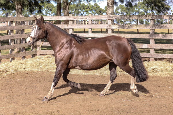 Lote FEDERAL CHARRUA