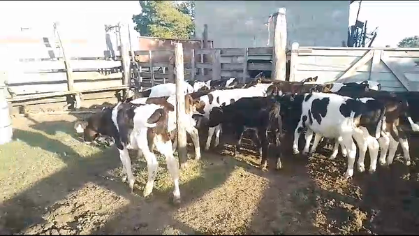 Lote 18 Terneros Holando en Carreton