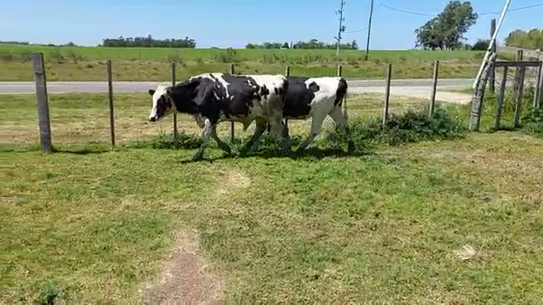 Lote 2 Toros HOLANDO 400kg - , San José