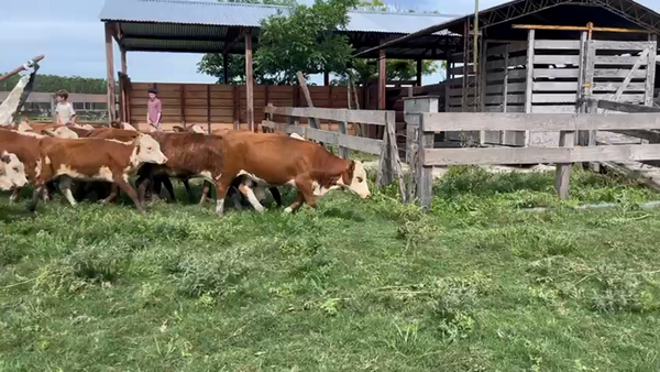 Lote 125 Terneros/as