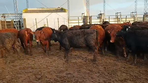 Lote 110 Terneras en Buenos Aires, Ayacucho