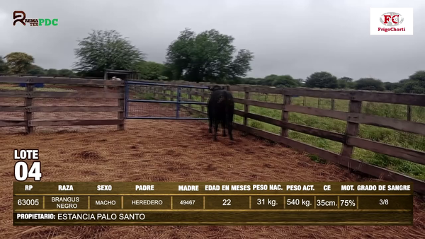 Lote Machos BRANGUS NEGRO en Pioneros del Chaco S.A.