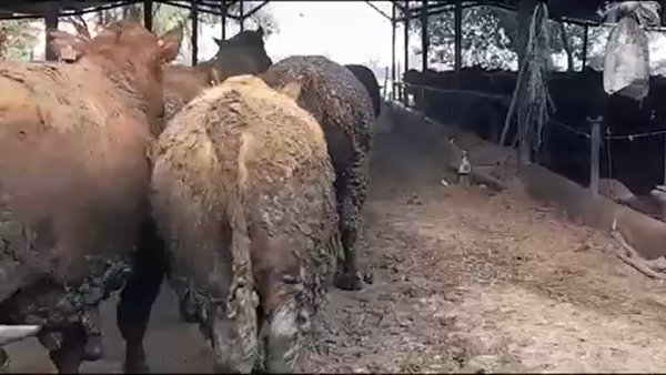 Lote 45 Novillo Gordo en Yerbas Buenas, VII  Región Maule