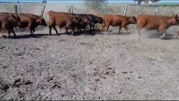 Lote 34 Terneros/as en Villaguay, Entre Ríos