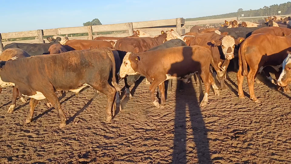 Lote 100 Terneros/as en Villaguay, Entre Ríos