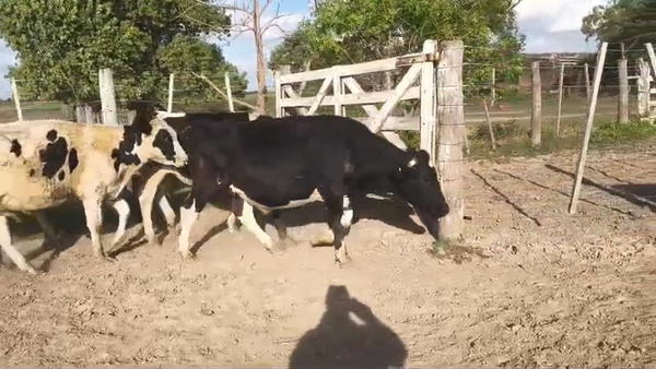 Lote 20 Novillitos