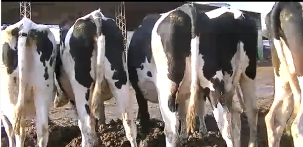 Lote 6 Vaquillonas preñadas en Esperanza, Santa Fe