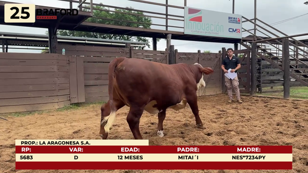 Lote LOTE 25