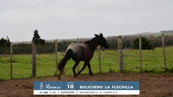 Lote BOLICHERO LA FLECHILLA