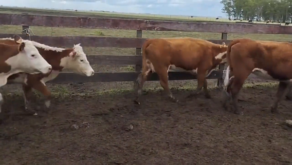 Lote Vacas de Invernada