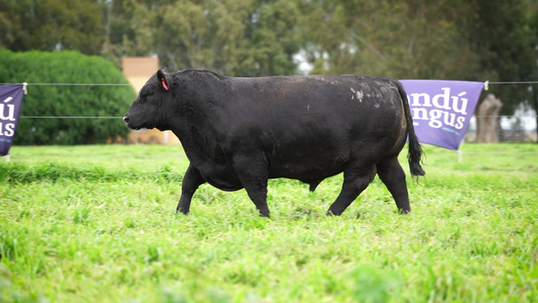 Lote Toros PC Negro