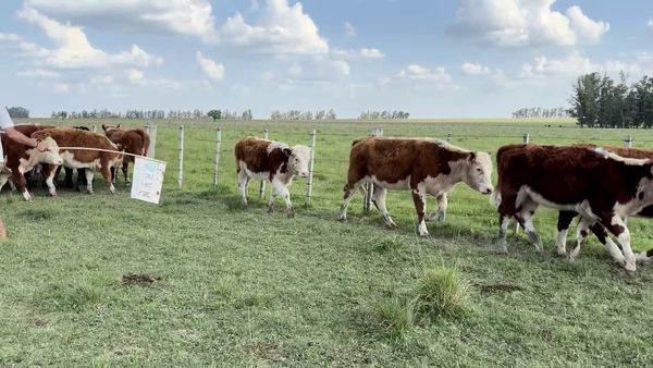 Lote VAQUILLONAS 1 A 2 AÑOS