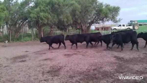 Lote 70 Terneros