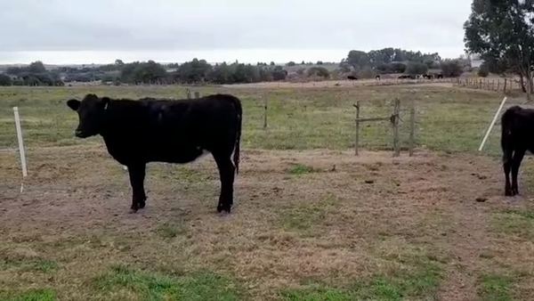 Lote (Vendido)2 Terneras Holando AA/ HO 250kg -  en CUFRE