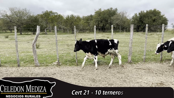 Lote 10 Terneros en Colonia
