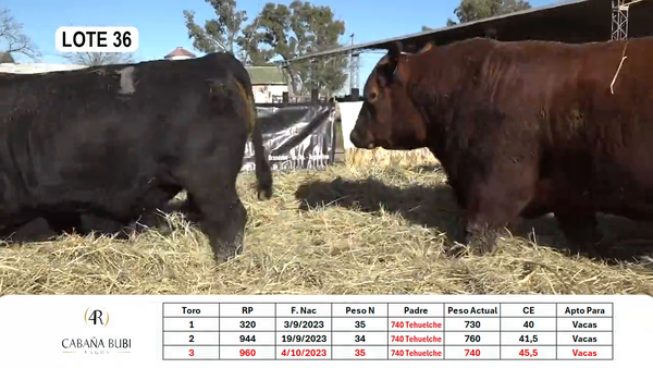 Lote TOROS PP y PC