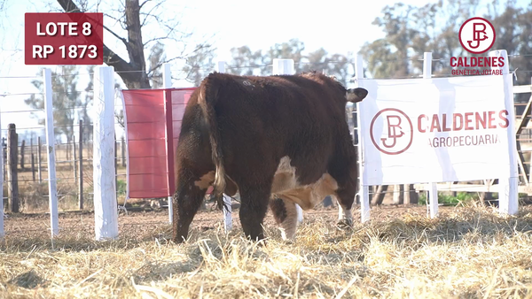 Lote Toro PR