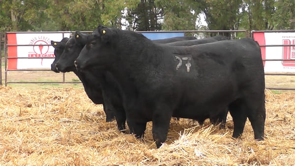 Lote TOROS ANGUS NEGROS PC