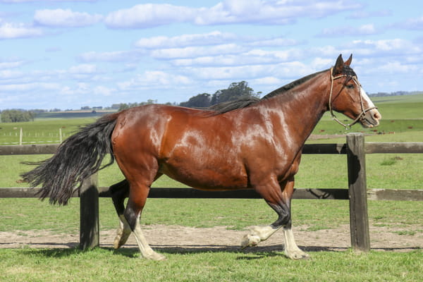 Lote CACHIMBA DE LOS CARDOS