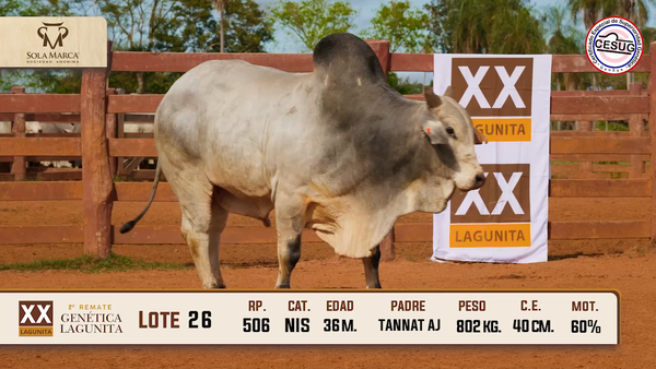 Lote Lote 26