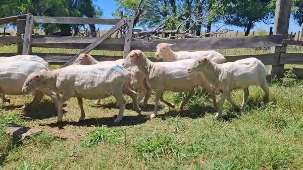 Lote OVEJAS