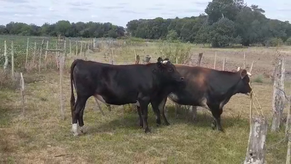 Lote (Vendido)Novillos 380kg -  en EL CHILENO