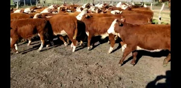 Lote 60 Terneros/as en Villaguay, Entre Ríos