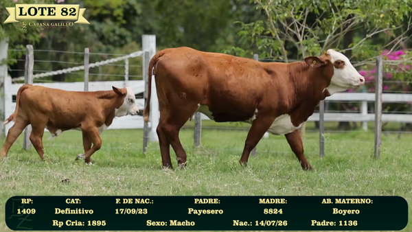 Lote LOTE 82