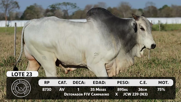 Lote LOTE 23