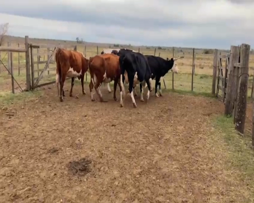 Lote VACAS ENTORADAS