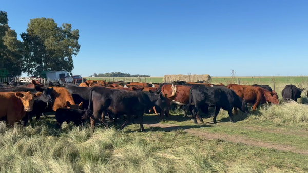 Lote 40 Vaquillonas preñadas