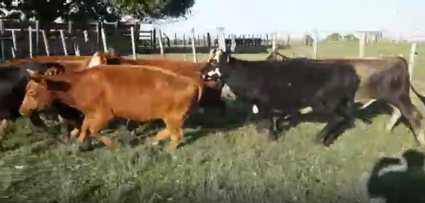Lote 19 Novillos en Flores