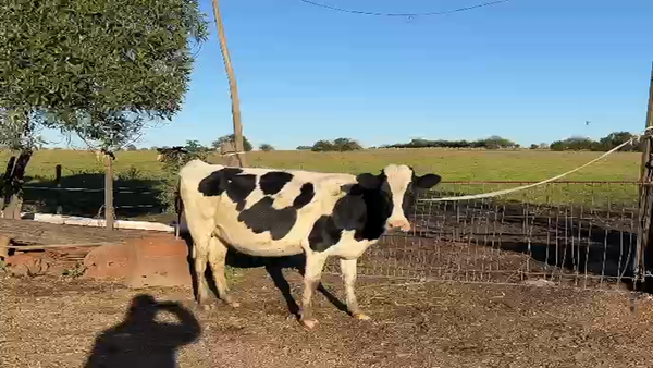 Lote Vaquillonas  Holando en Pachina