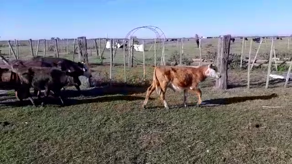 Lote 24 Terneros/as en Santa Fe, Sunchales