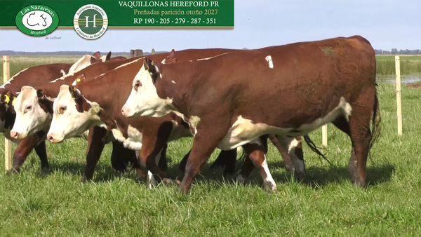 Lote Vaquillonas Preñadas P Hereford Puro Registrado