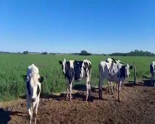 Lote Inspectroía Salesiana Argentina