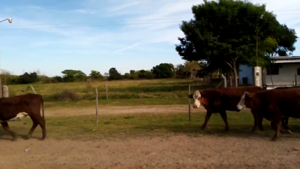 Lote 30 Novillos Braford y cruzas británicas en Virginia, Santa Fe