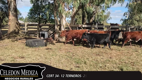 Lote 12 Terneros en Canelones, Canelones