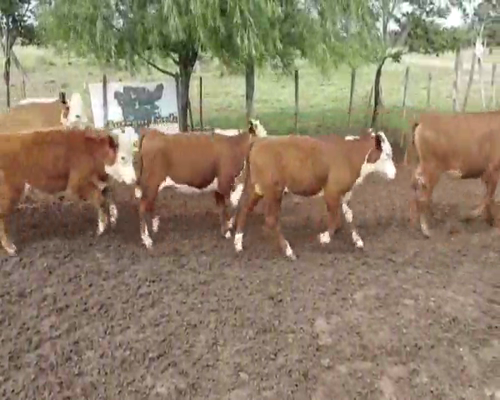 Lote 101 Terneros/as en Curuzú-Cuatiá, Corrientes