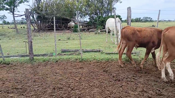 Lote 30 Novillitos Angus colorado y Braford en Sunchales, Santa Fe