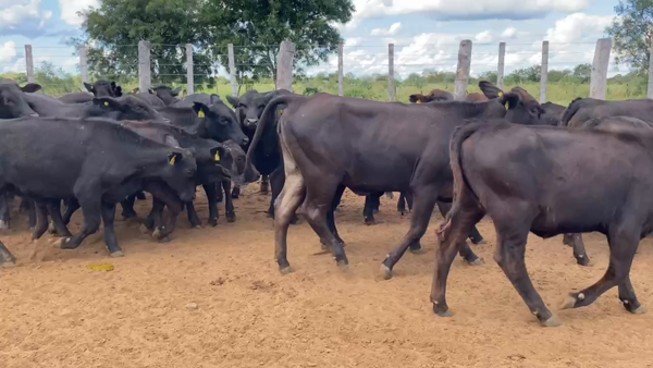 Lote 50 Vaquillonas P/ entorar en Estanislao Del Campo, Formosa