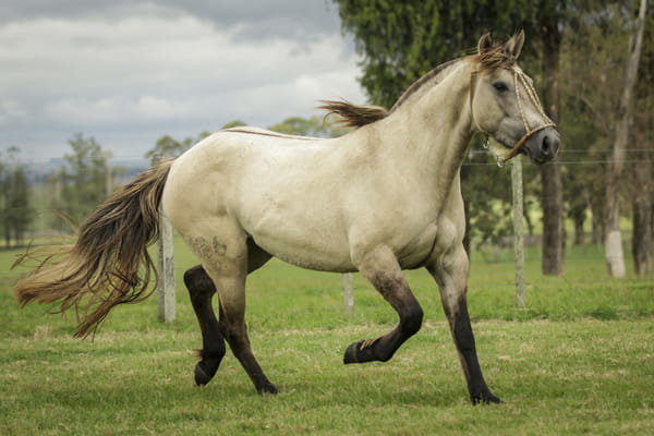 Lote Reserva 526 De La Casilla