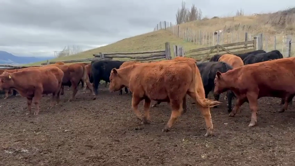 Lote 50 Novillo Engorda en Coyhaique, XI Región Aysén