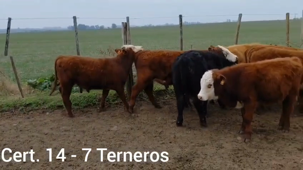Lote TERNEROS