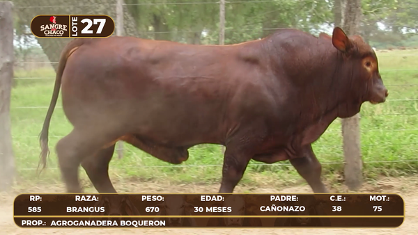 Lote Lote 27